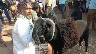 Yaragatti sheep market ಪ್ರತಿ ಶನಿವಾರ ನಡೆಯುತ್ತದೆ