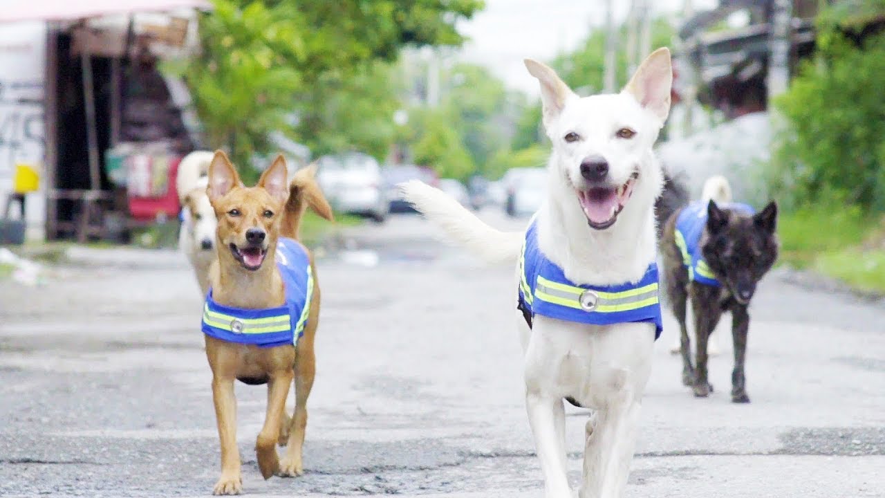 Resultado de imagen para pictures of soi dogs in smart vests