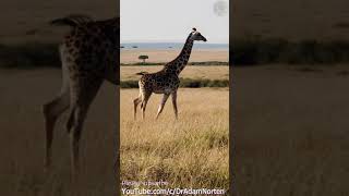 Giraffe Baby And Mother In The Serengeti