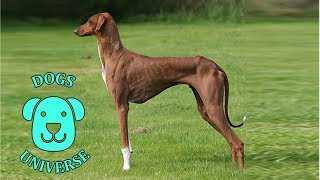 AZAWAKH ► Characteristics and temperament 🐶 by Dogs Universe 6,698 views 5 years ago 2 minutes, 14 seconds