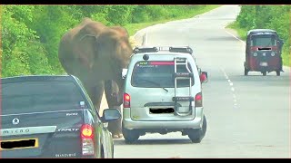 Vehicles getting too close without knowing the danger අවදානම නෙදැන වාහන අලියාට ලංවීම