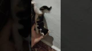 Kittens Jump off cliff #shorts by Cats Family 157 views 1 year ago 1 minute, 10 seconds