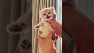 Cute Kittens❤️【92】#Shorts #Cutecat520 #Cat #Kittens #Pets