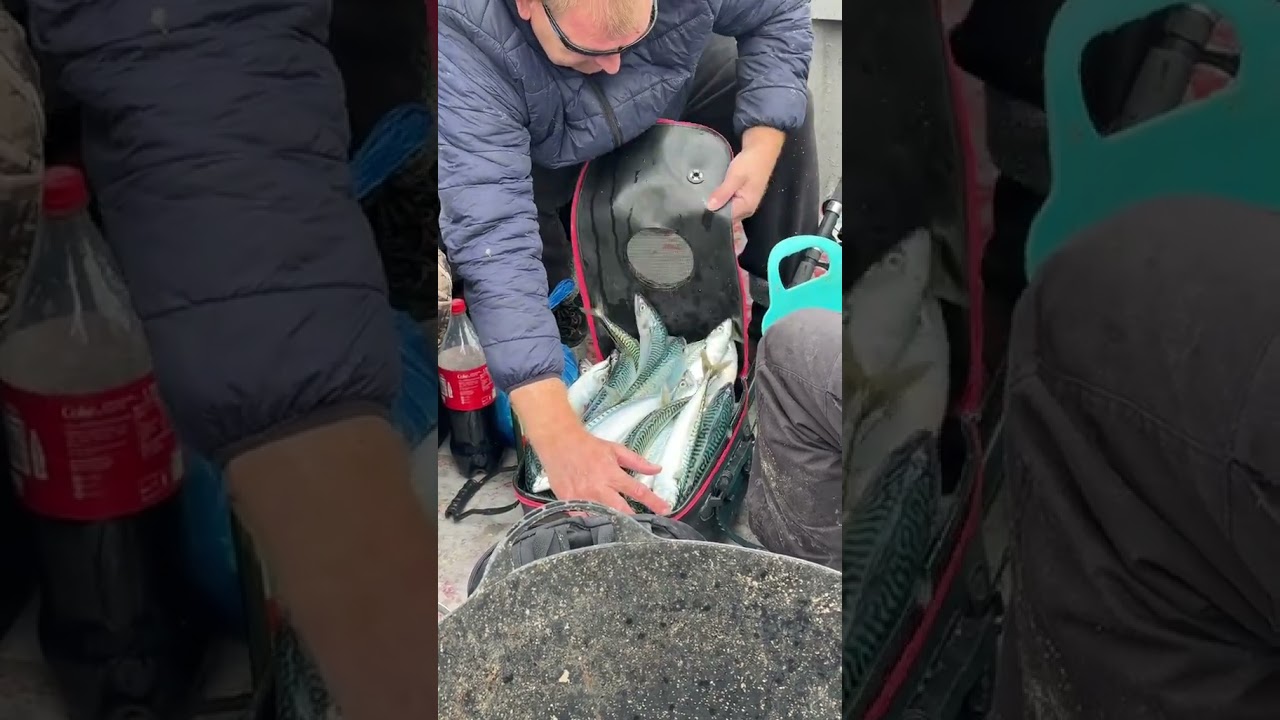 Fish Didn’t See This Coming 😱🐟 