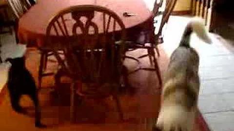 Koda Chasing Rudy