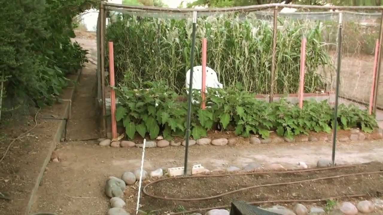 Phoenix Vegetable Garden Update June 12 Youtube
