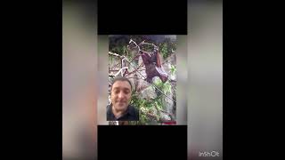 Morcego Raposa, Um Morcego Gigante...