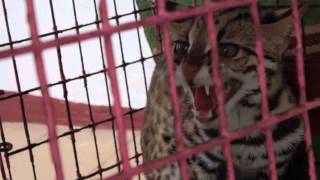 แมวลายหินอ่อนเข้ามากินไก่ชาวบ้านแต่ไปไม่รอด