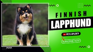 What is a Finnish Lapphund?