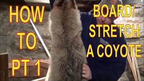 HOW TO BOARD/STRETCH A COYOTE PT 1!! FUR HANDLING!