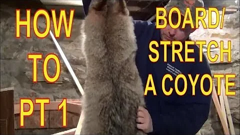 HOW TO BOARD/STRETCH A COYOTE PT 1!! FUR HANDLING!