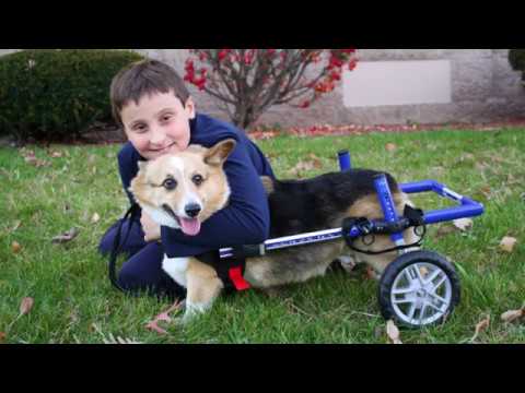 Corgi Walkin' Wheels Wheelchair!