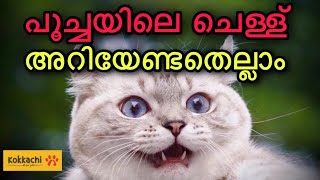 flea treatment in cats malayalam | persion cat || പൂച്ചയിലെ ചെള്ള് | ലക്ഷണങ്ങൾ പരിഹാരങ്ങൾ