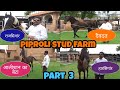 Piproli stud farm part 3 || Stallion colts horses ||