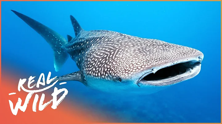 Whale Sharks: The Gentle Giants Of The Sea | The Blue Realm | Real Wild