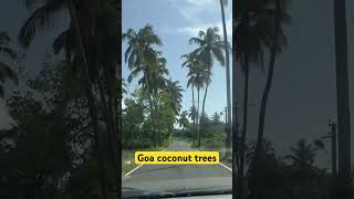 #coconut #trees #goa #sky