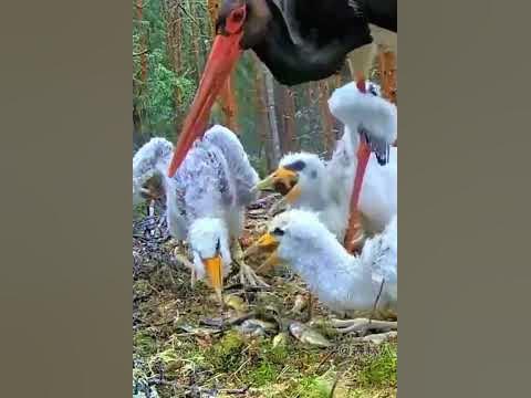 Feeding - YouTube