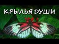 Крылья души - стихи для души