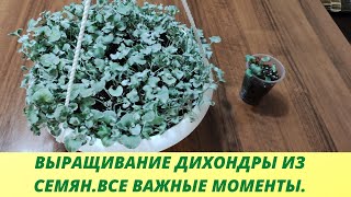 Как вырастить из одного сеянца огромный куст дихондры. Выращиваю Дихондру серебристую из семян.