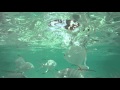 Memories Grand Bahama Beach Resort  Travel By Bob - YouTube