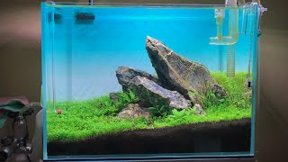 Nano Iwagumi Vivaria 36cm - 2 Months old