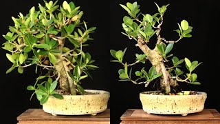 Ficus Microcarpa 513. Ficus Bonsai Tree. Pruned and wired in February updated in April.