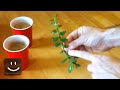 Propagating jade plants using branches, stems, and leaves