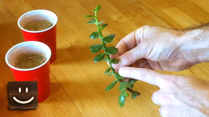 Propagating jade plants using branches, stems, and leaves - DayDayNews