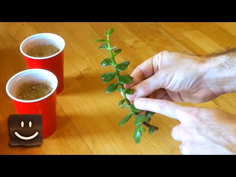 Propagating jade plants using branches, stems, and leaves