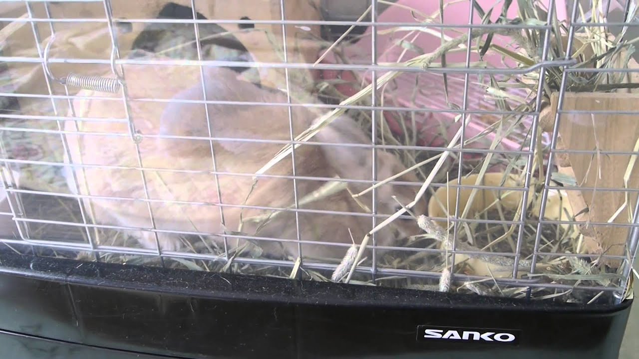 ウサギの巣作り うさぎの飼い方 ネザーランドドワーフまる子と暮らす