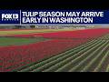 Possible early bloom for tulip season in WA