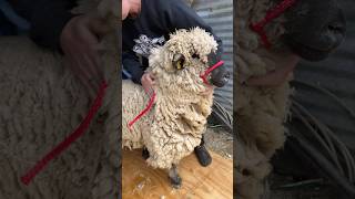 Lion Cut Sheep