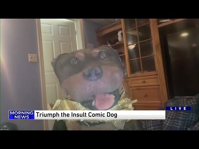 Triumph the Insult Comic Dog roasts the WGN Morning News class=
