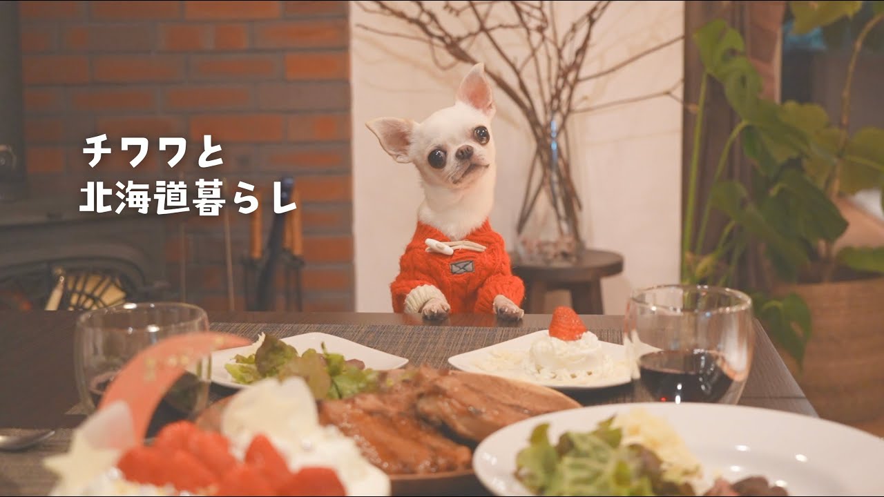 ありがとうございました／チワワと過ごすクリスマスイブの夜