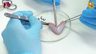 Doce Proyectos Ganaron Concurso De Prociencia Con Financiamiento De 500 Mil Soles Cada Uno