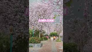 Flower Storm in 🇯🇵 #japan #cherry #cherryblossomchannel #hanami #tokyo #travel #ジブリ