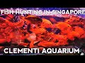 Fish Shopping Singapore | Clementi Florist and Aquarium