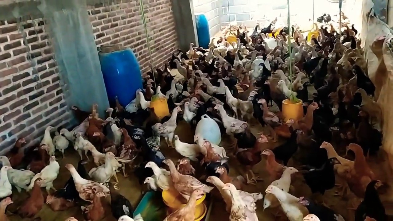 Ayam Joper Siap Panen Di Akhir Tahun 2019 