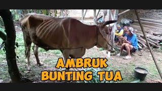 Ambruk bunting tua