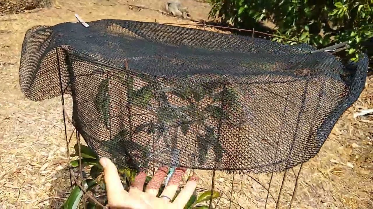 Protecting avocado trees from heat