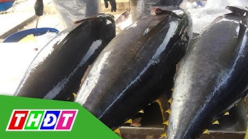 Xuất khẩu cá ngừ tăng mạnh | THDT