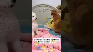 Funny cats #funny#funnycats #funnyvideo #cat #cats #catvideos #short #shorts #shortvideo #fyp #viral