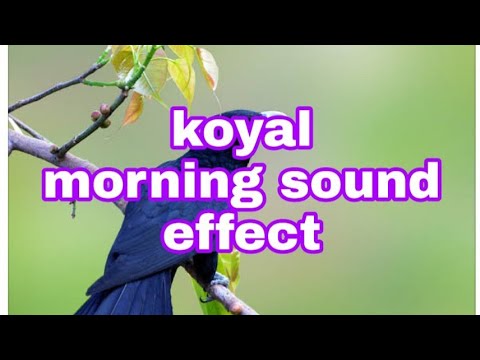 koyal sound koyal sound