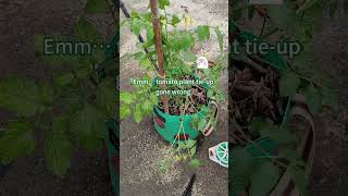 Tomato branch broke… but let’s pretend nothing happened 😅 #gardening #SPONDWILD #growbags #mistakes