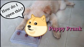 Is Teddy Smart enough to open the Treat Box? | Indian Spitz Puppy | JulieZious by JulieZious 196 views 3 years ago 2 minutes, 11 seconds