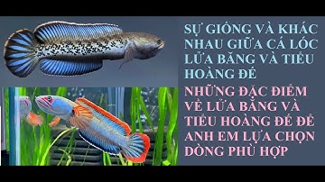 Cá cảnh An An | So sánh giống và khác nhau giữa Cá Lóc Tiểu Hoàng Đế và Lửa Băng #cacanhanan #channa