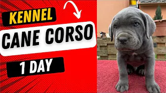 One day of CANE CORSO puppies