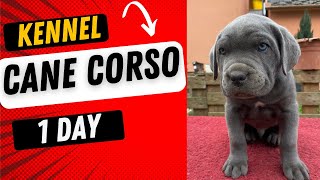 One day of CANE CORSO puppies by DogCastTv 274 views 1 month ago 5 minutes, 44 seconds