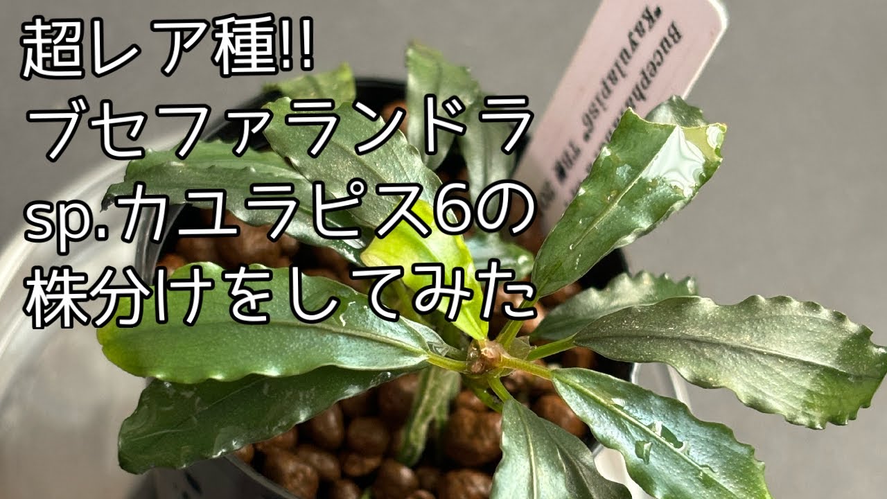 【TB便】ブセファランドラ 子株 Yahoo!オークション -「ブセファランドラ tb」の落札相場・落札価格