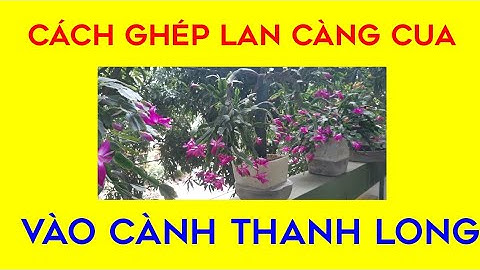 Cách ghép Lan  Càng Cua Vào Cành Thanh Long  Hiệu Quả nhất